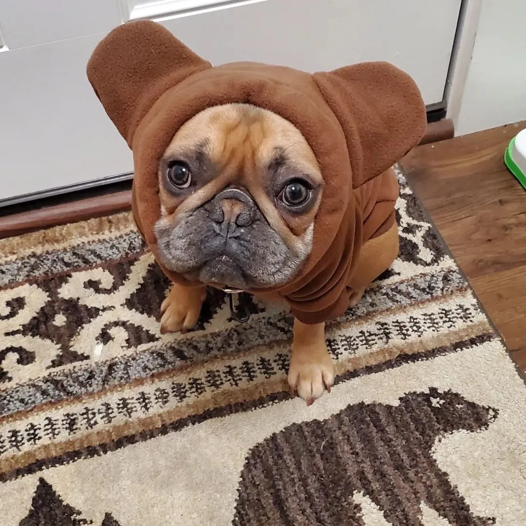 Frenchie Ear Hoodie Bundle Boys version 1 | Frenchiestore